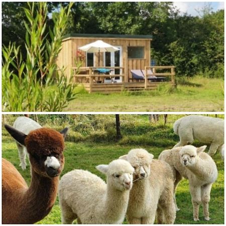 Dartmoor Reach Alpaca Farm Heated Cabins 5 Mins Drive To Dartmoor Bovey Tracey Eksteriør billede