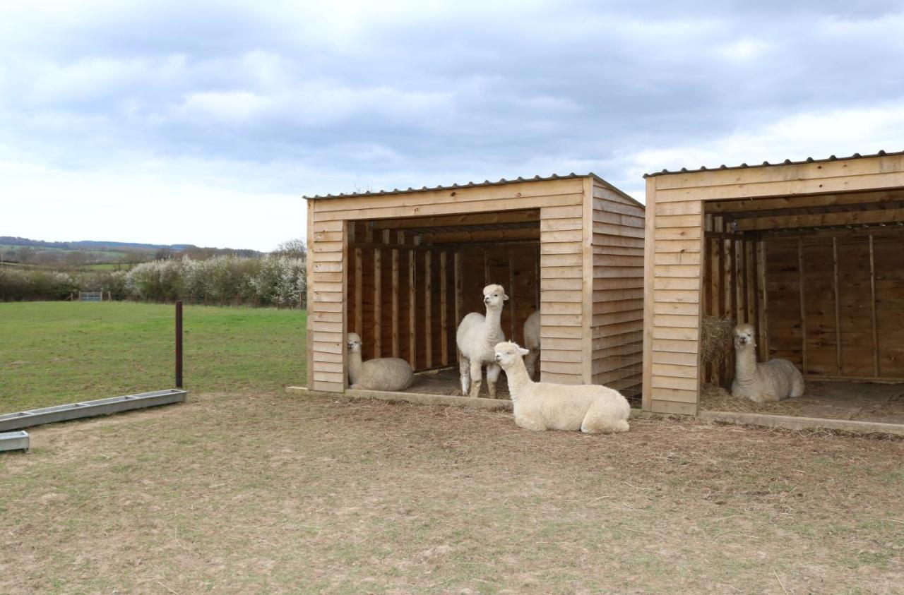 Dartmoor Reach Alpaca Farm Heated Cabins 5 Mins Drive To Dartmoor Bovey Tracey Eksteriør billede