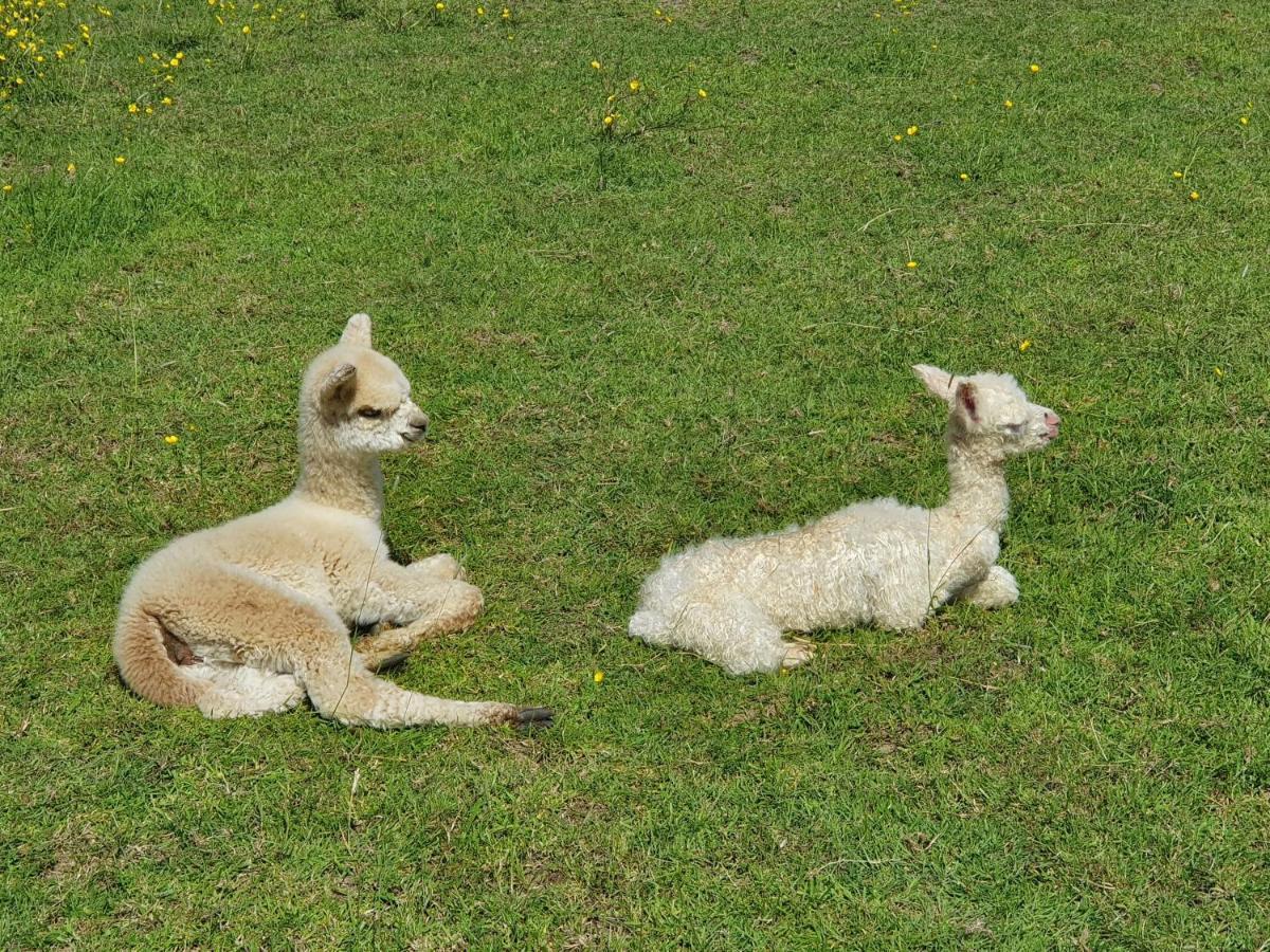 Dartmoor Reach Alpaca Farm Heated Cabins 5 Mins Drive To Dartmoor Bovey Tracey Eksteriør billede