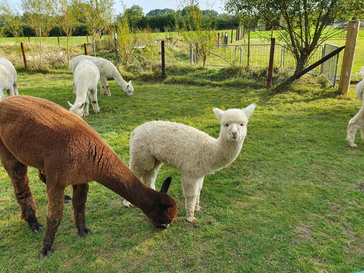 Dartmoor Reach Alpaca Farm Heated Cabins 5 Mins Drive To Dartmoor Bovey Tracey Eksteriør billede