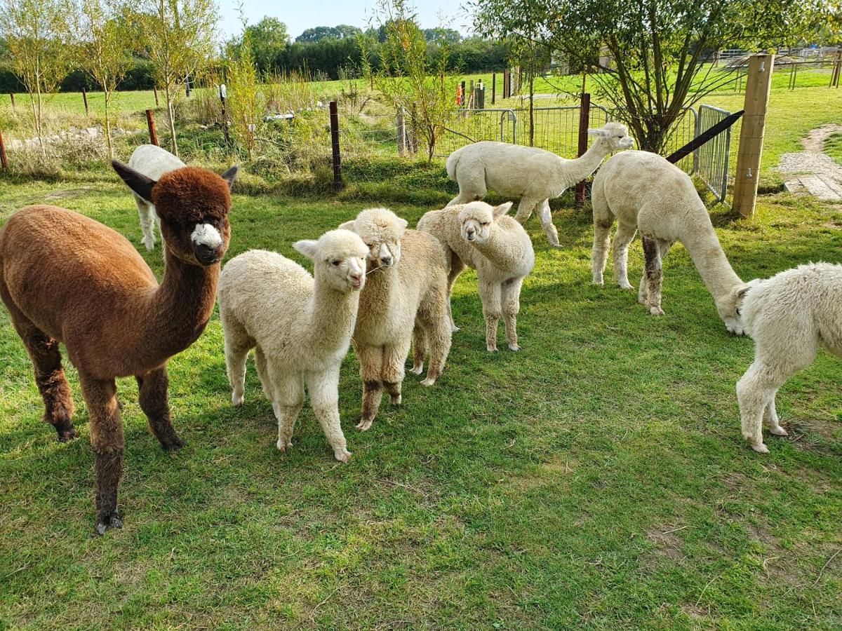 Dartmoor Reach Alpaca Farm Heated Cabins 5 Mins Drive To Dartmoor Bovey Tracey Eksteriør billede