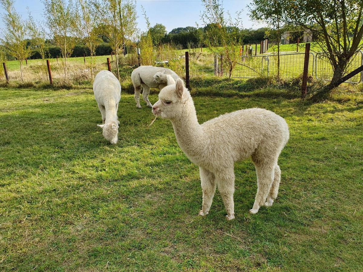 Dartmoor Reach Alpaca Farm Heated Cabins 5 Mins Drive To Dartmoor Bovey Tracey Eksteriør billede