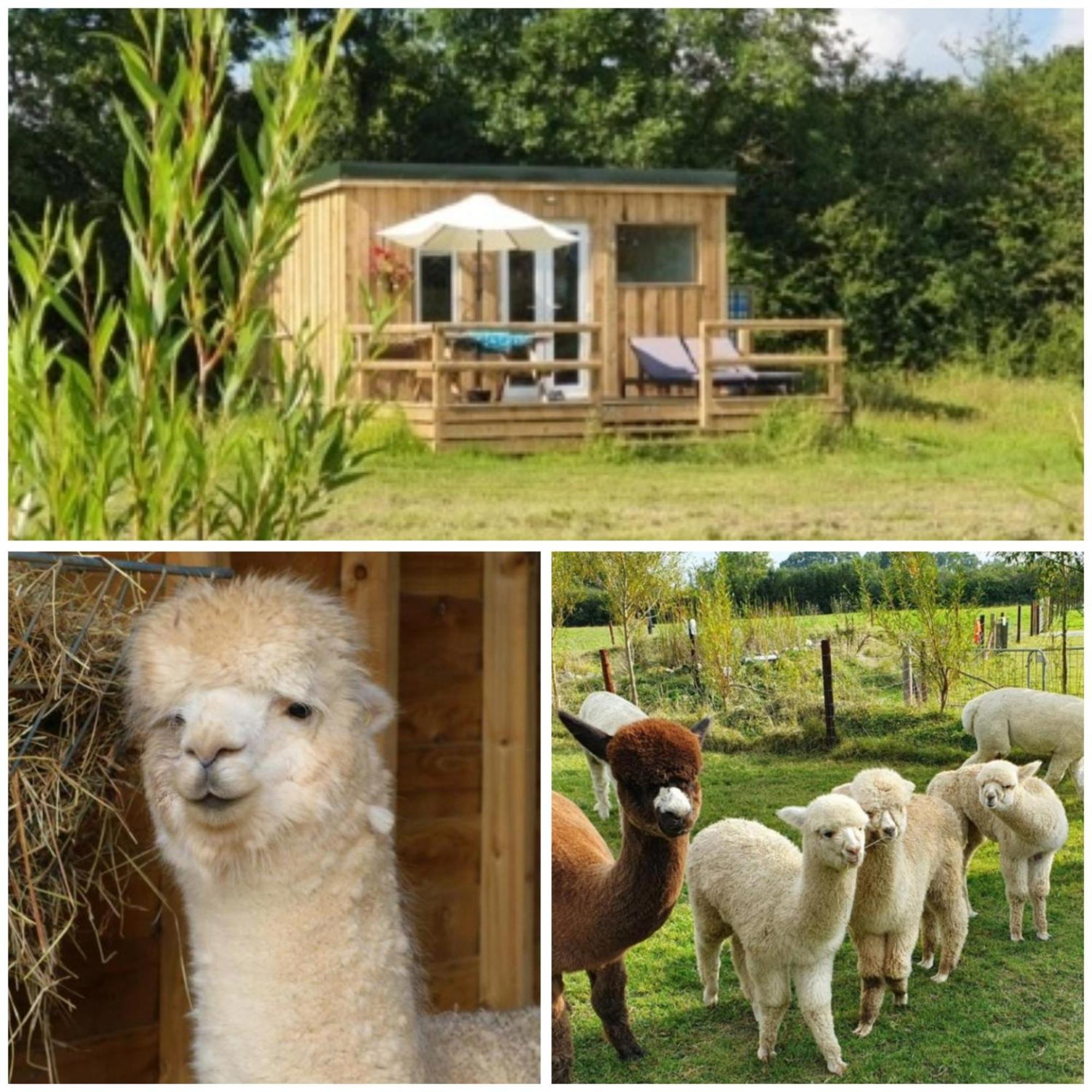 Dartmoor Reach Alpaca Farm Heated Cabins 5 Mins Drive To Dartmoor Bovey Tracey Eksteriør billede