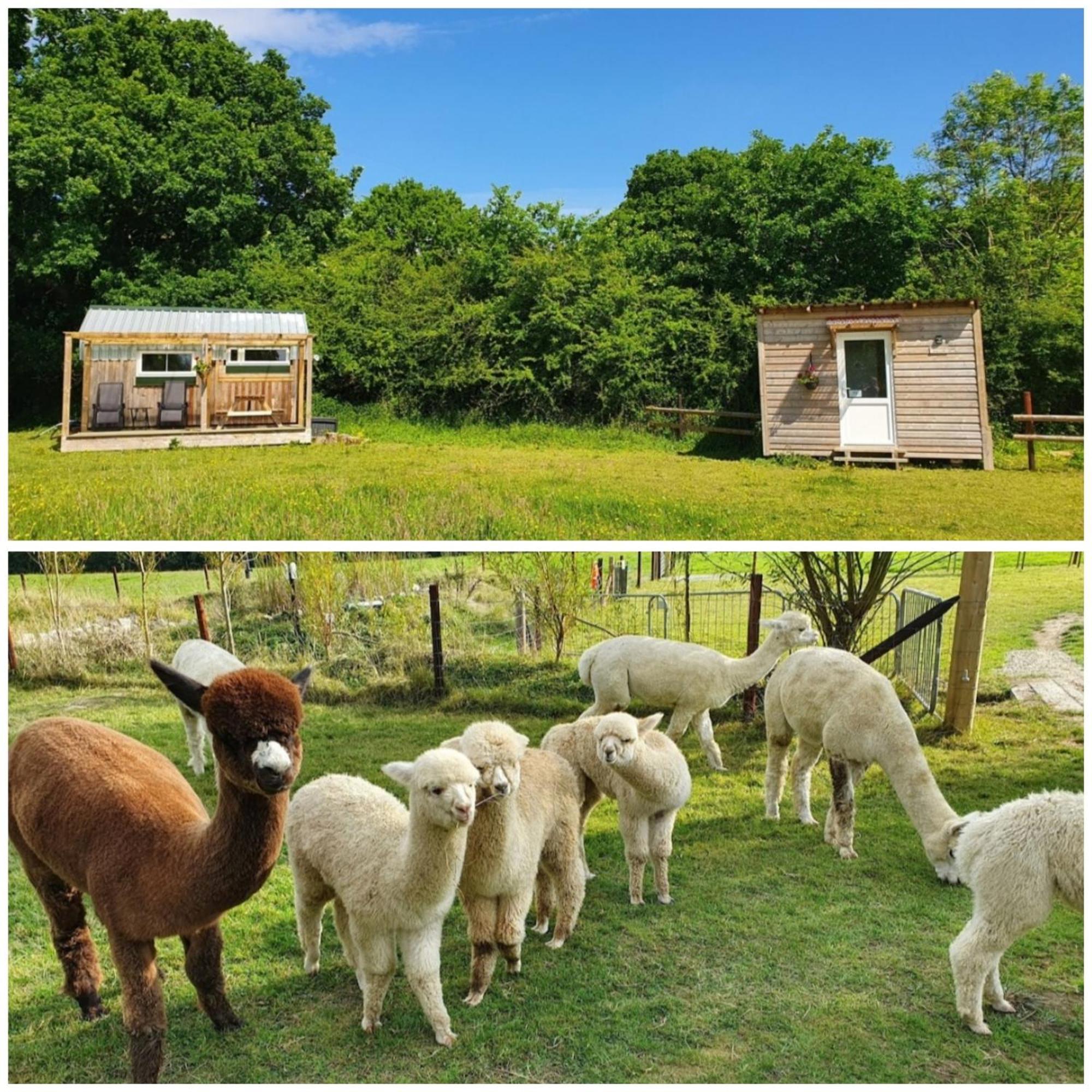 Dartmoor Reach Alpaca Farm Heated Cabins 5 Mins Drive To Dartmoor Bovey Tracey Værelse billede