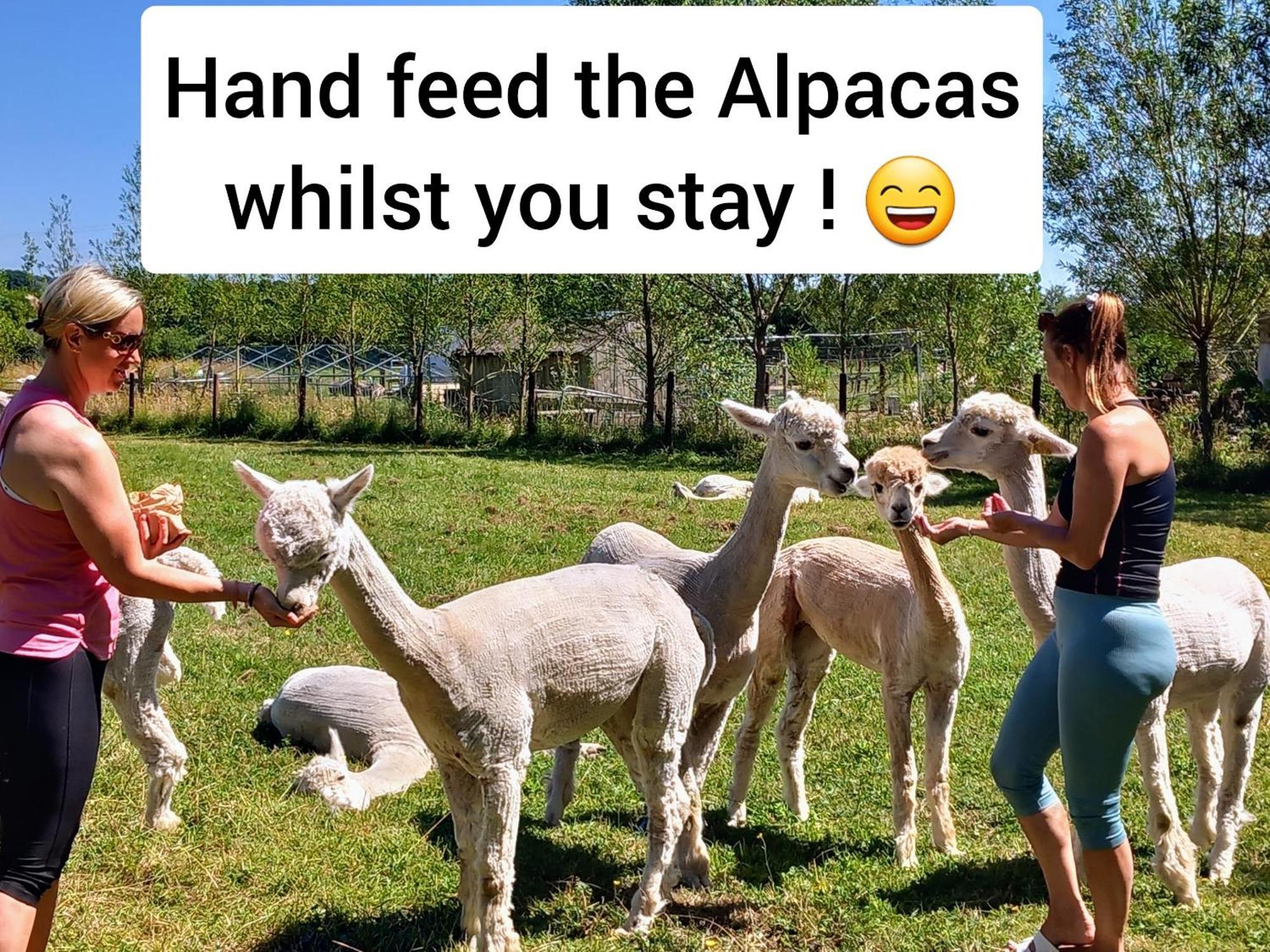 Dartmoor Reach Alpaca Farm Heated Cabins 5 Mins Drive To Dartmoor Bovey Tracey Eksteriør billede