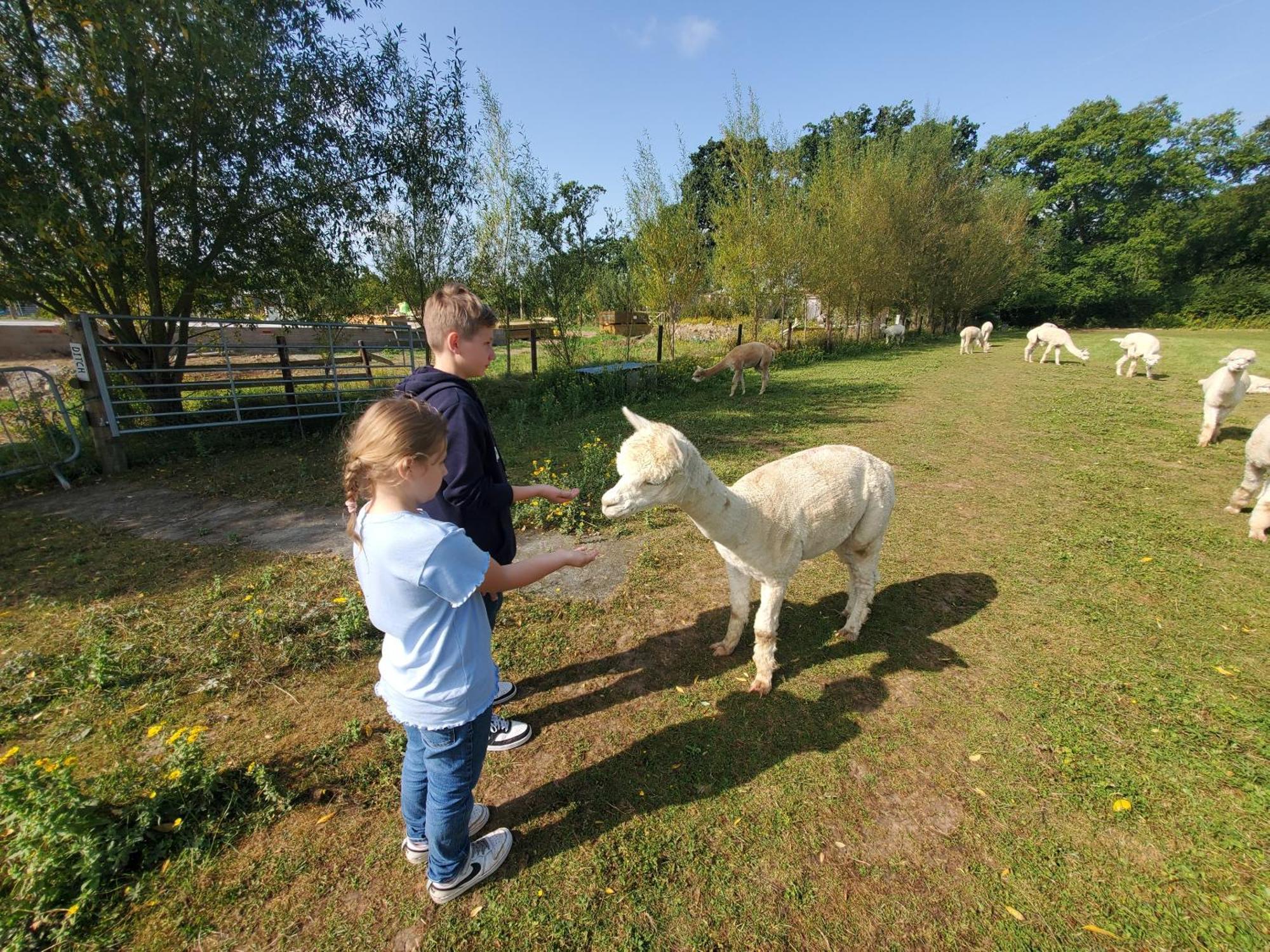 Dartmoor Reach Alpaca Farm Heated Cabins 5 Mins Drive To Dartmoor Bovey Tracey Eksteriør billede