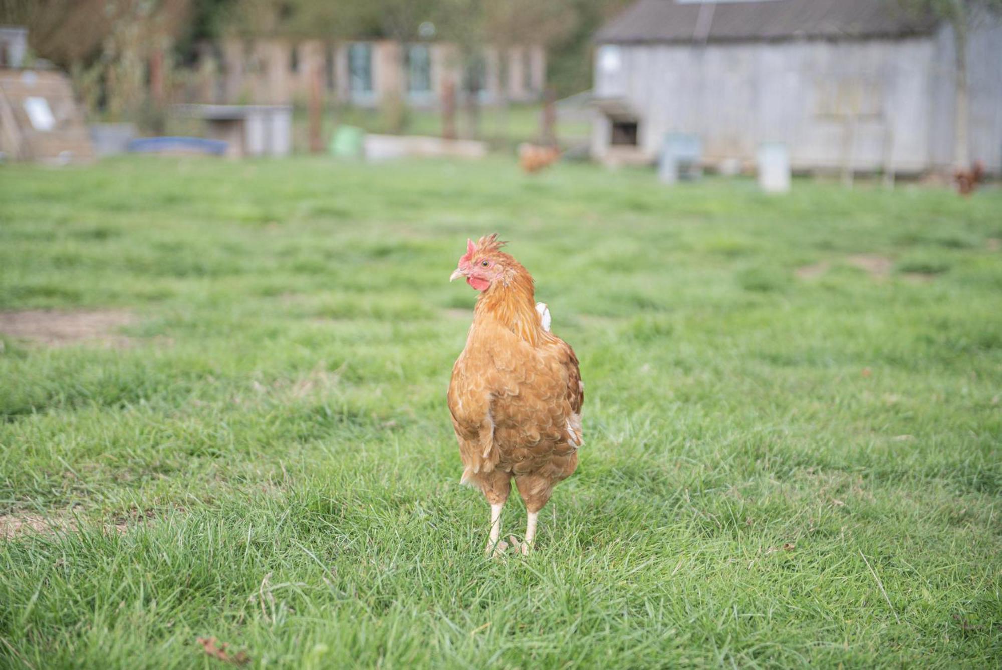 Dartmoor Reach Alpaca Farm Heated Cabins 5 Mins Drive To Dartmoor Bovey Tracey Værelse billede