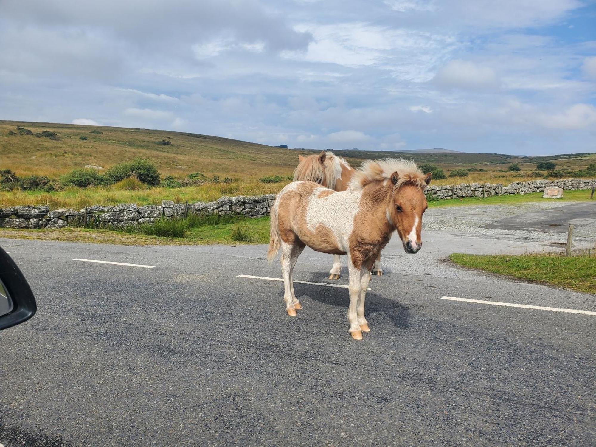 Dartmoor Reach Alpaca Farm Heated Cabins 5 Mins Drive To Dartmoor Bovey Tracey Eksteriør billede