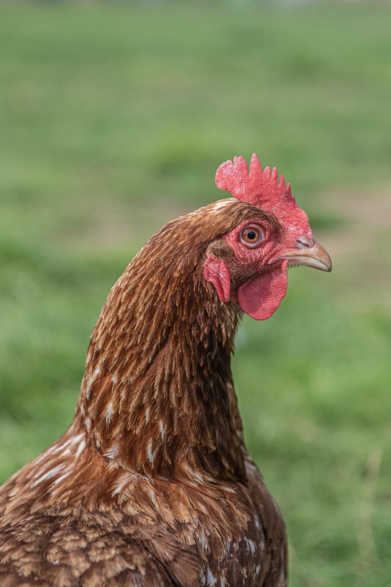 Dartmoor Reach Alpaca Farm Heated Cabins 5 Mins Drive To Dartmoor Bovey Tracey Eksteriør billede