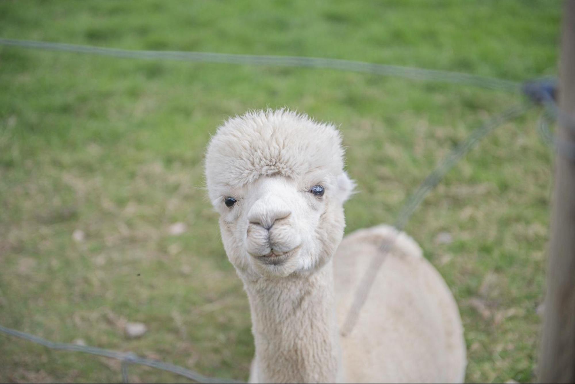 Dartmoor Reach Alpaca Farm Heated Cabins 5 Mins Drive To Dartmoor Bovey Tracey Eksteriør billede