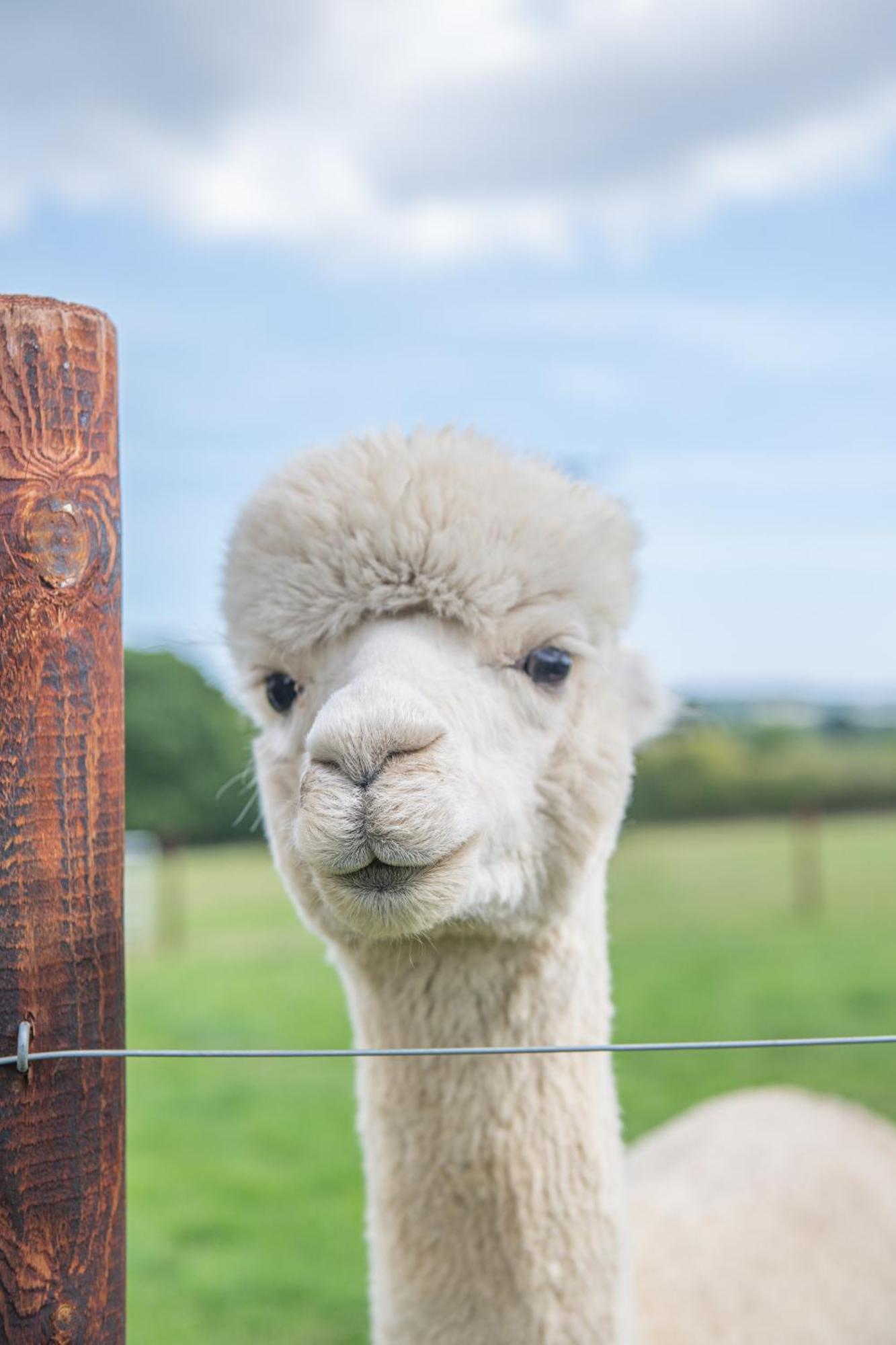 Dartmoor Reach Alpaca Farm Heated Cabins 5 Mins Drive To Dartmoor Bovey Tracey Værelse billede